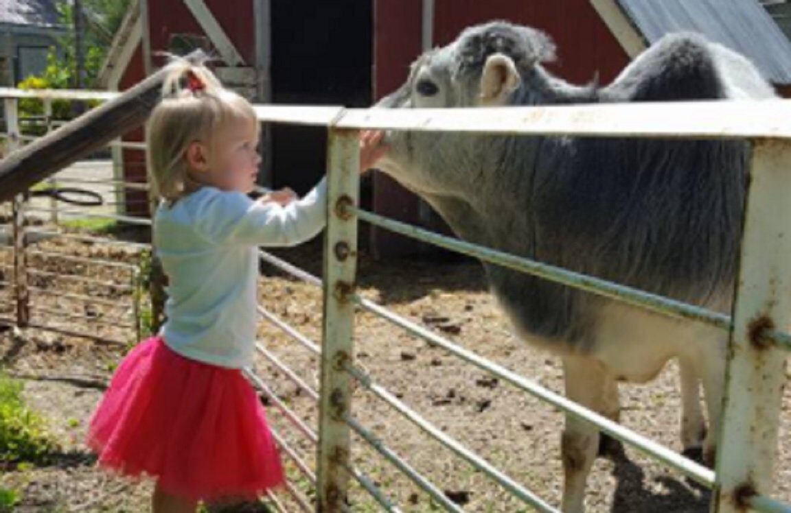 petting zoo child