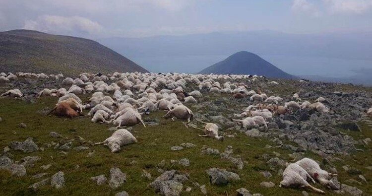 SHEEP