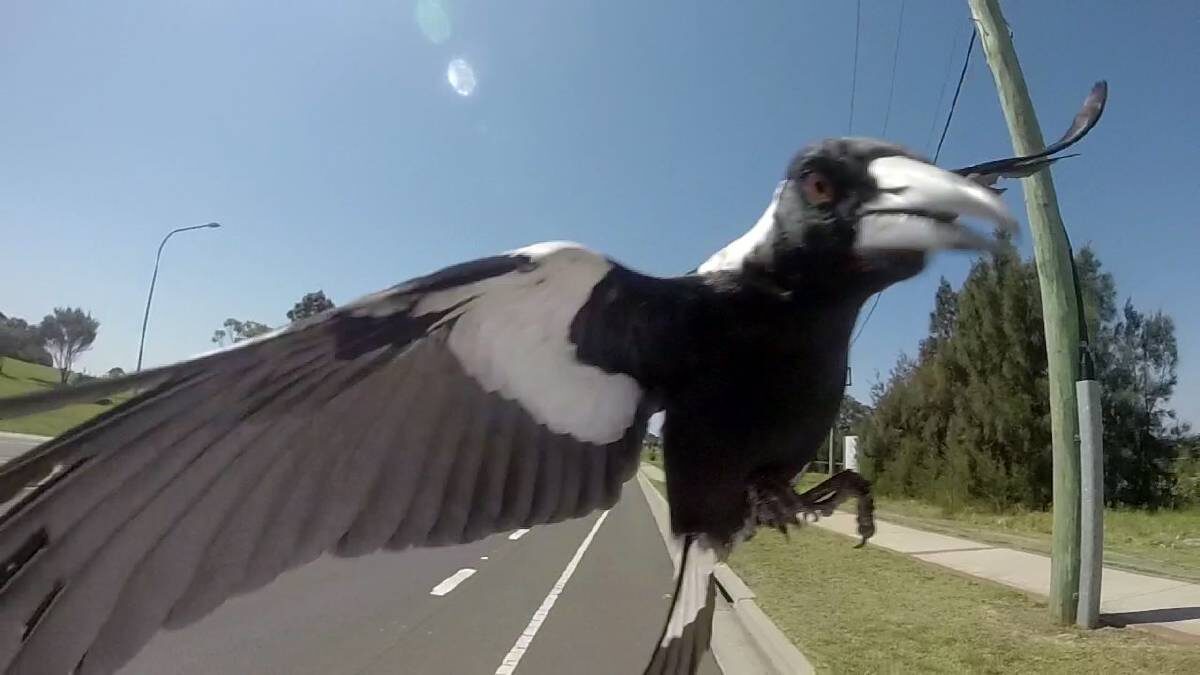 magpie