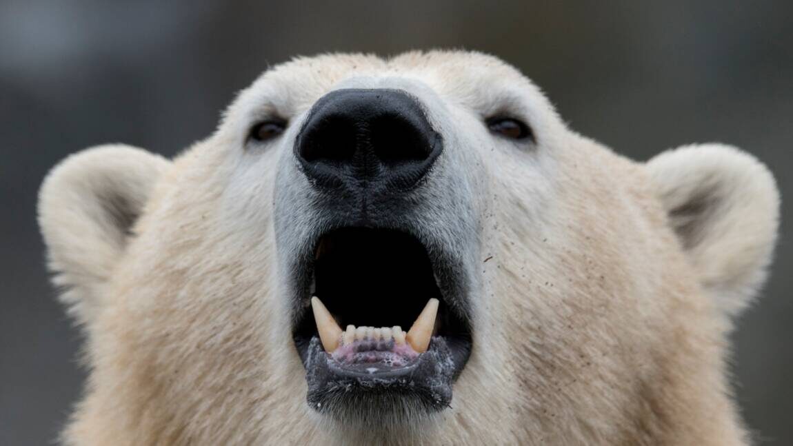 polar