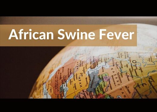 African Swine Fever