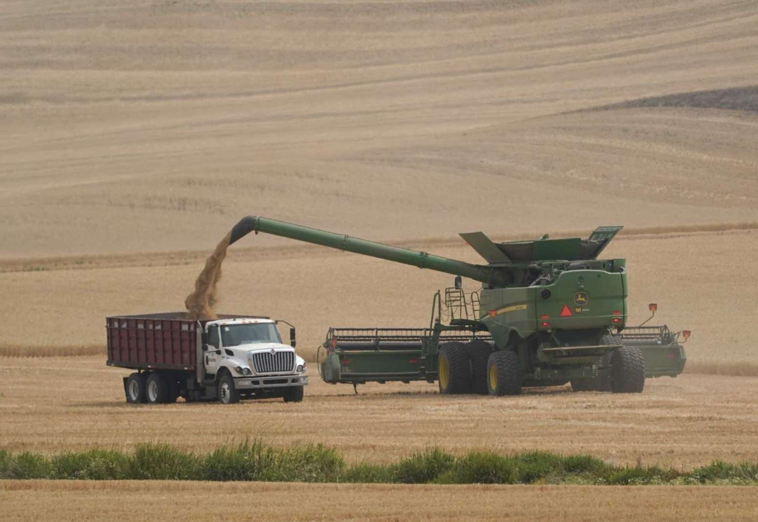A combine transfers wheat into a grain truck, Thursday, Aug. 5, 2021, near Pullman, Wash.