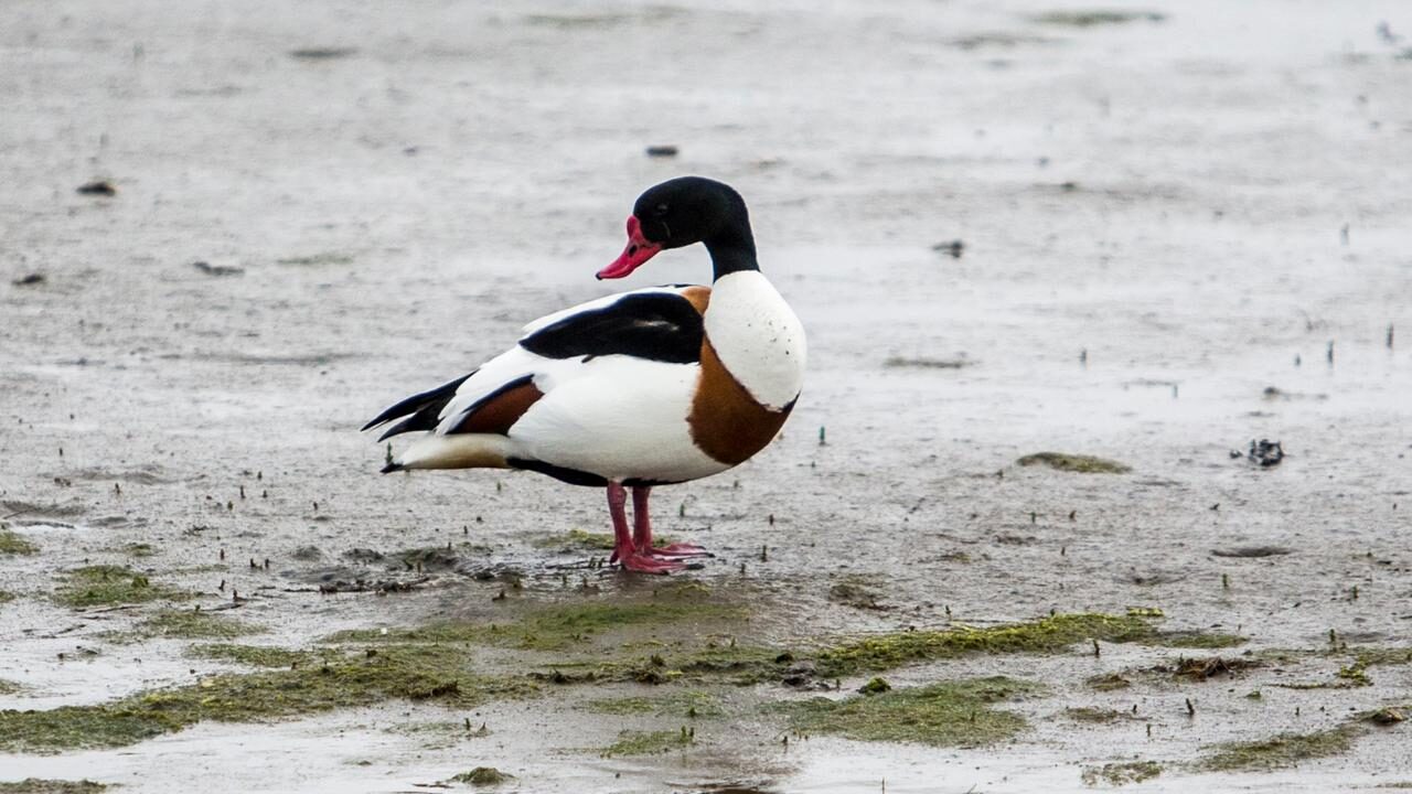 Shelduck