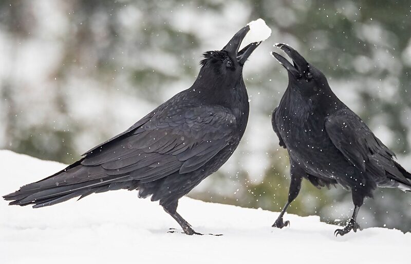 two crows snow play