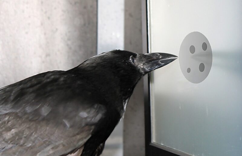 crows number count
