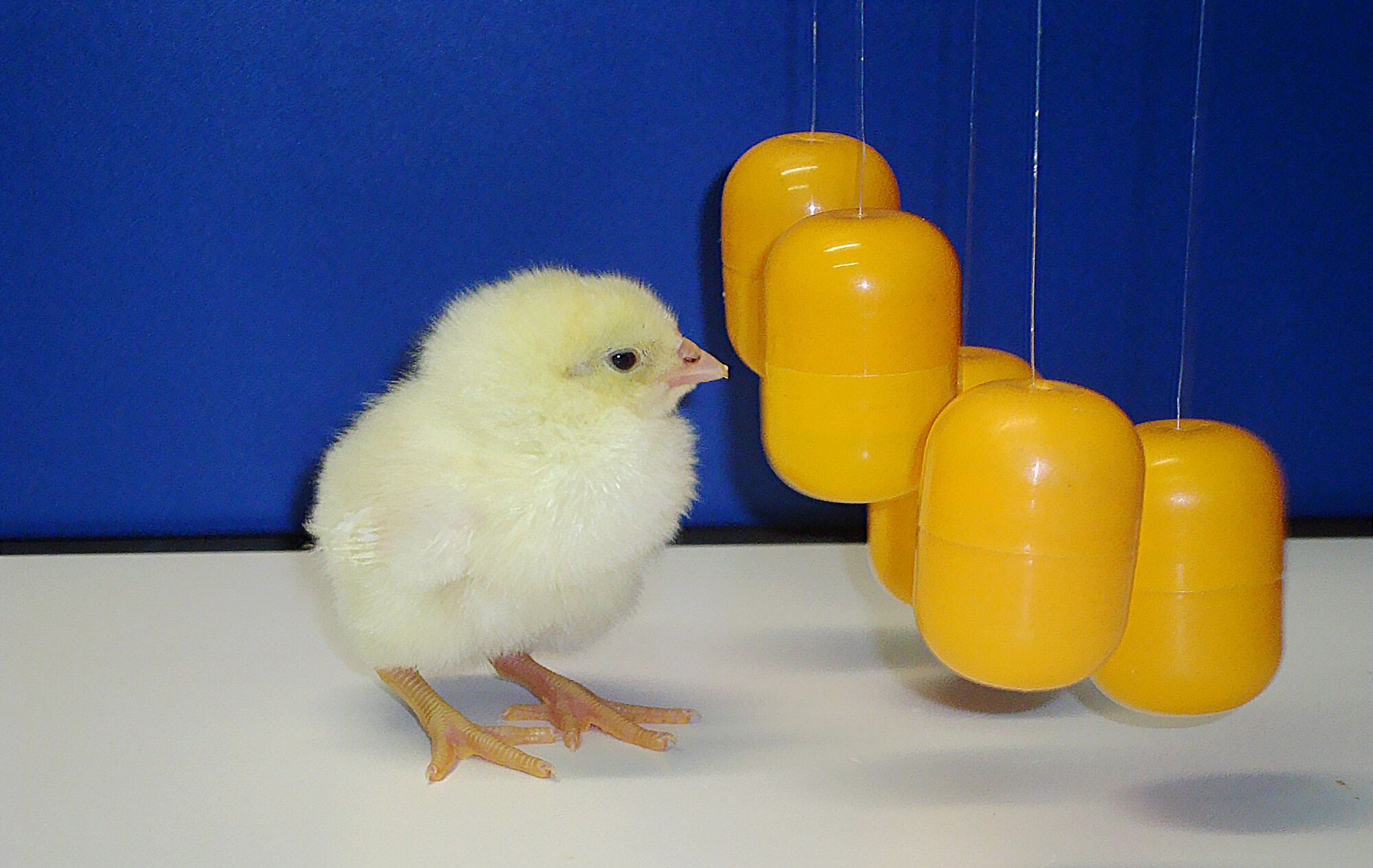 chick imprint number cognition