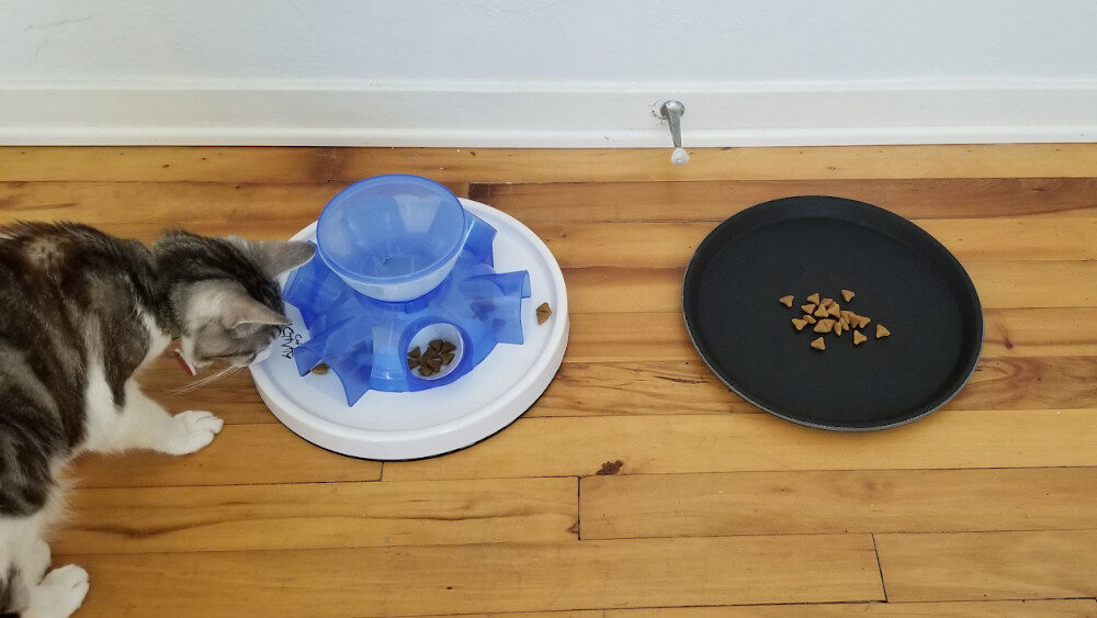 Click to enlarge Cats and Free Food