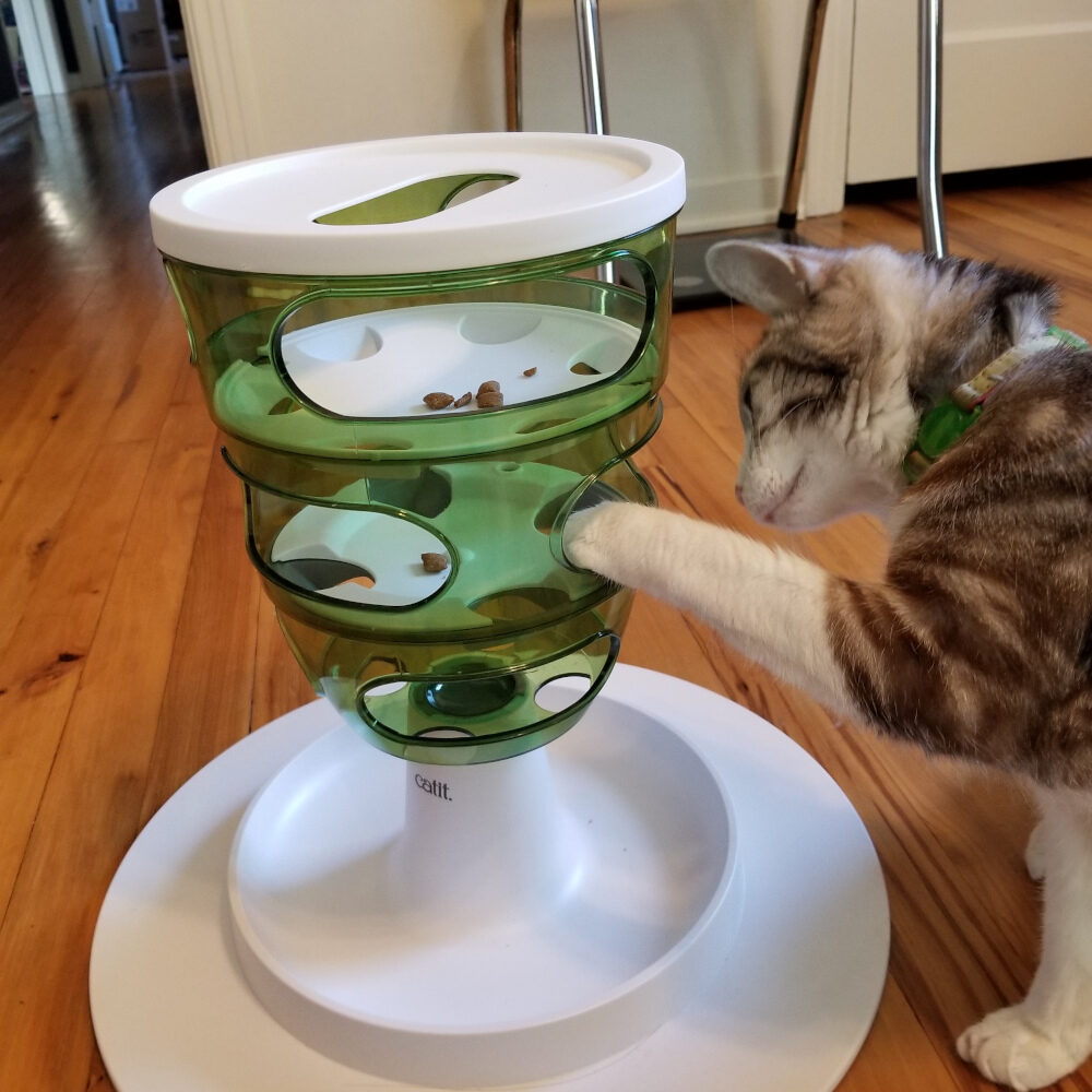 Click to enlarge Cat and Puzzle