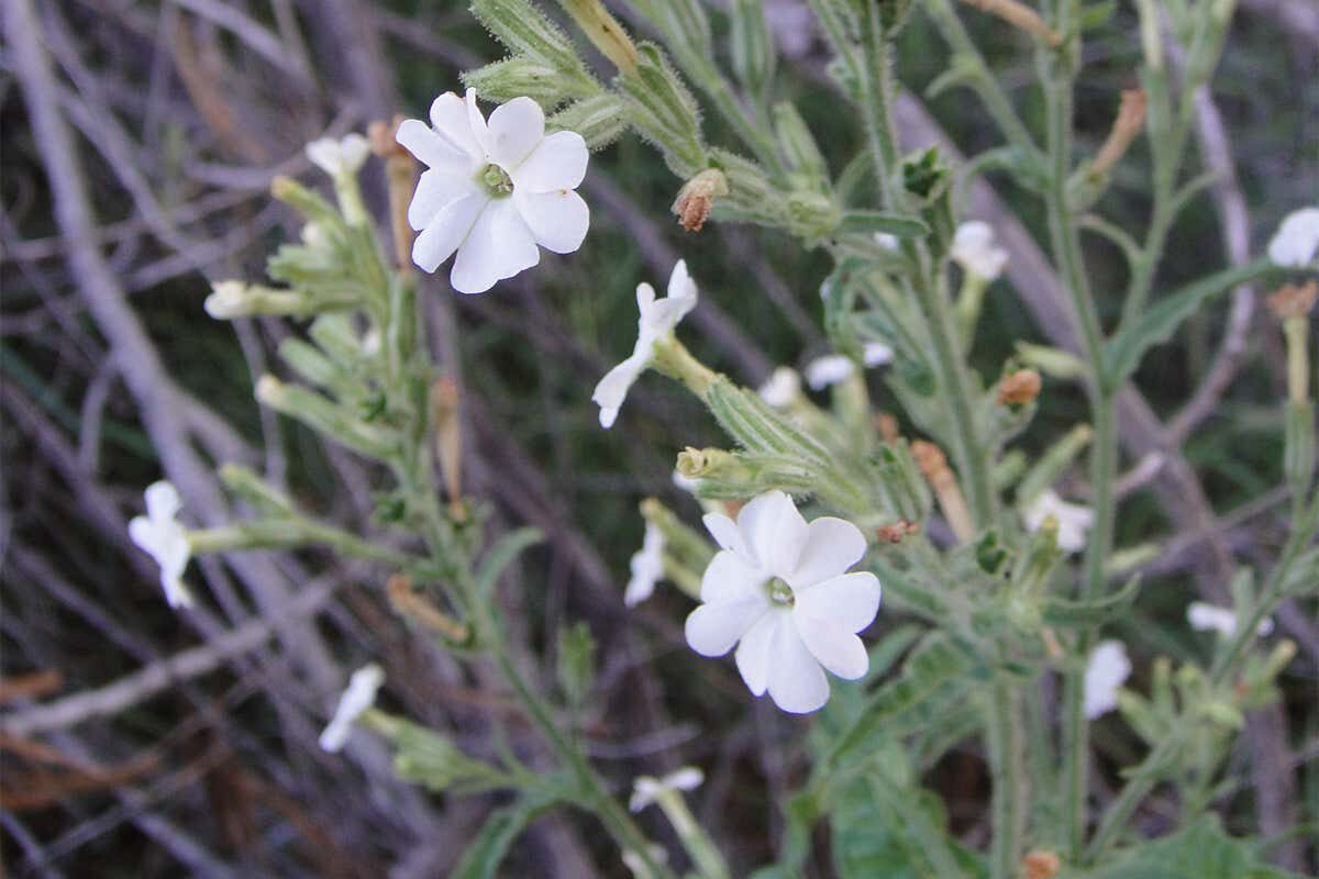 Nicotiana insecticida