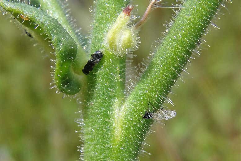 Nicotina insecticida has sticky hairs