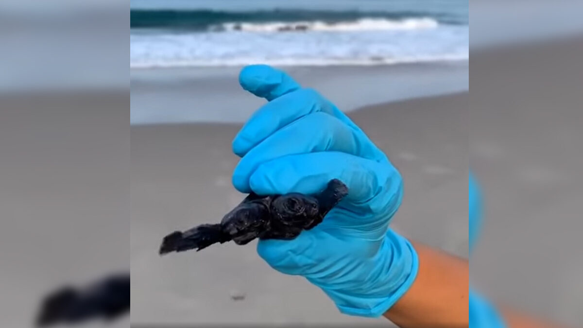 Click to enlarge two-headed sea turtle