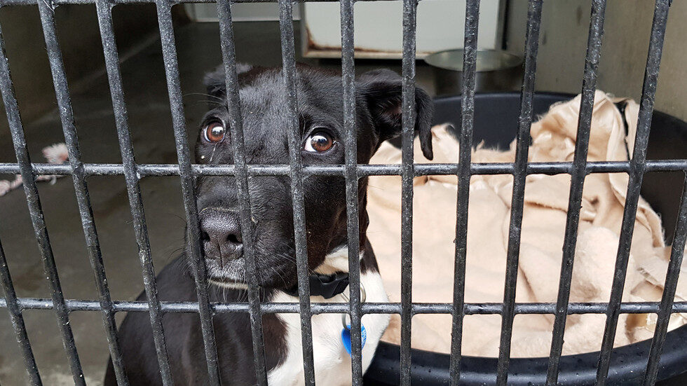 dog animal shelter rescue