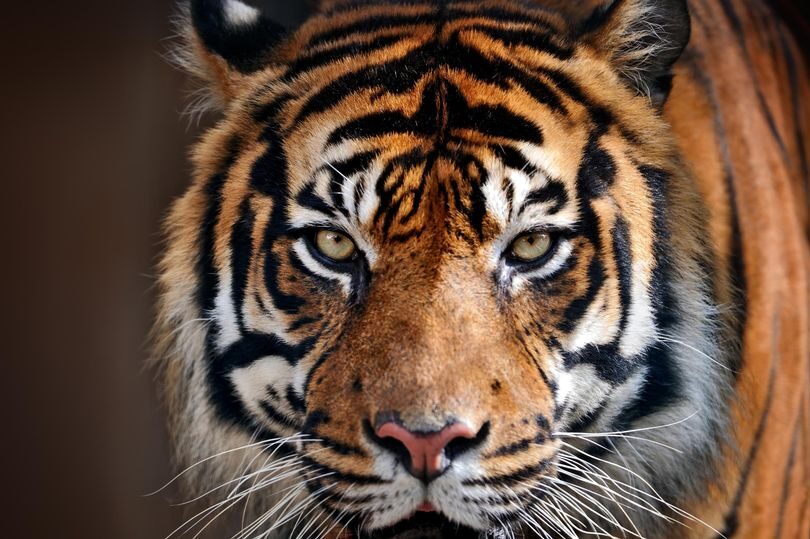 Tiger footprints and Mikhail's bloodied clothes and innards were found at the scene
