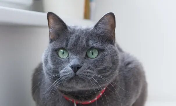 Russian Blue cat