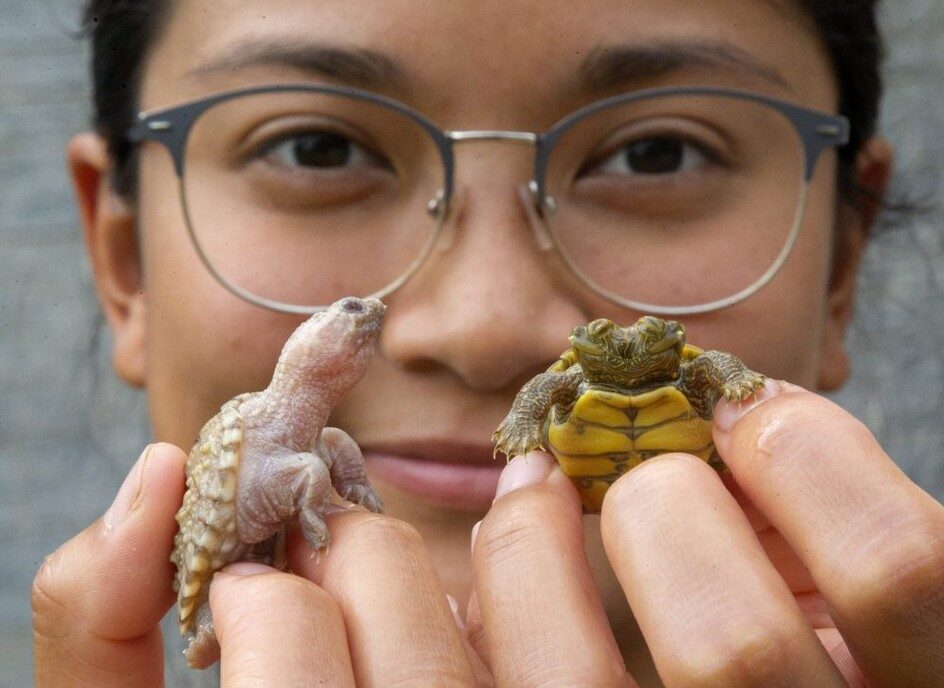 Sam Arevalo of the Upper Thames River Conservation Authority holds up two rarities: An albino baby snapping turtle and a two-headed map turtle.