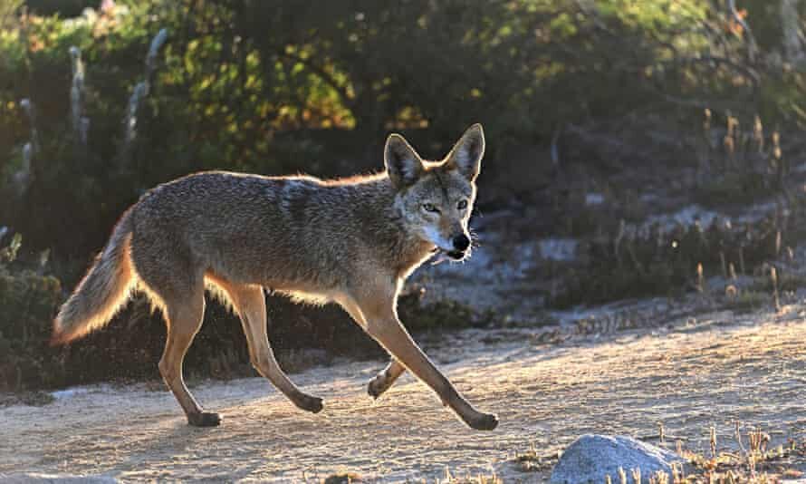Six coyotes have been put down but none have tested positive for distemper or rabies, which could explain the aggression.