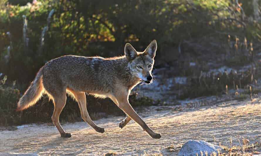 Click to enlarge Six coyotes have been put down but none have tested positive for distemper or rabies, which could explain the aggression.