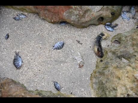 Click to enlarge Dead fishes along the shoreline of the Hellshire Fishing Beach in St Catherine last Tuesday.