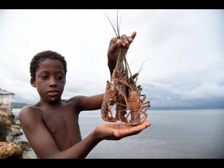 A boy shows off some lobsters that he caught after they crawled out of the sea at the Hellshire Fishing Beach last Tuesday.