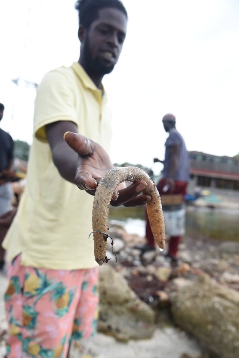 Click to enlarge A man shows one of the sea creatures that died along the shoreline of the Hellshire Fishing Beach in St Catherine last Tuesday from what is said to be a pollutant in the water.