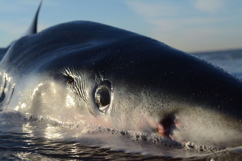 Click to enlarge A blue shark lies on a beach in Ostia, western Italy, with a wound from a swordfish behind its eye.