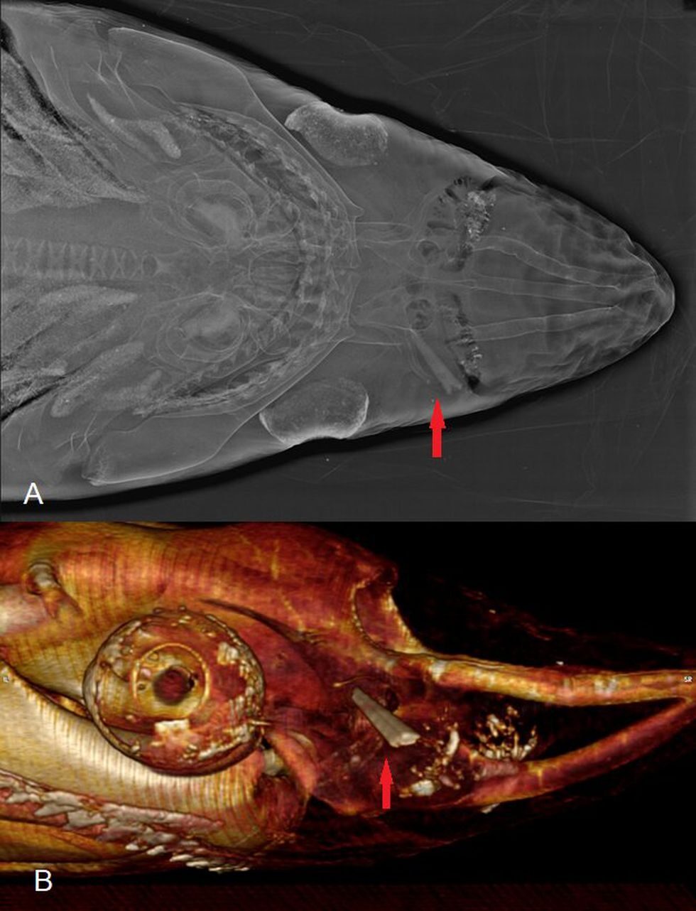 Above: X-ray of a specimen found in Vera in Almería. Below: Lateral view of the wound using computed tomography. The red arrow points to the tip of the swordfish’s blade