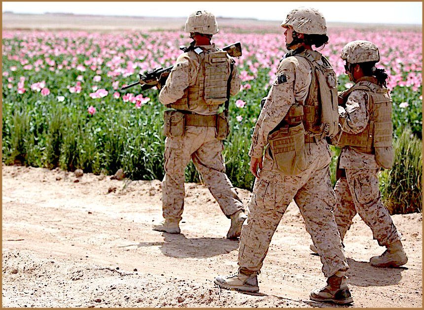 Click to enlarge Poppy field Marines