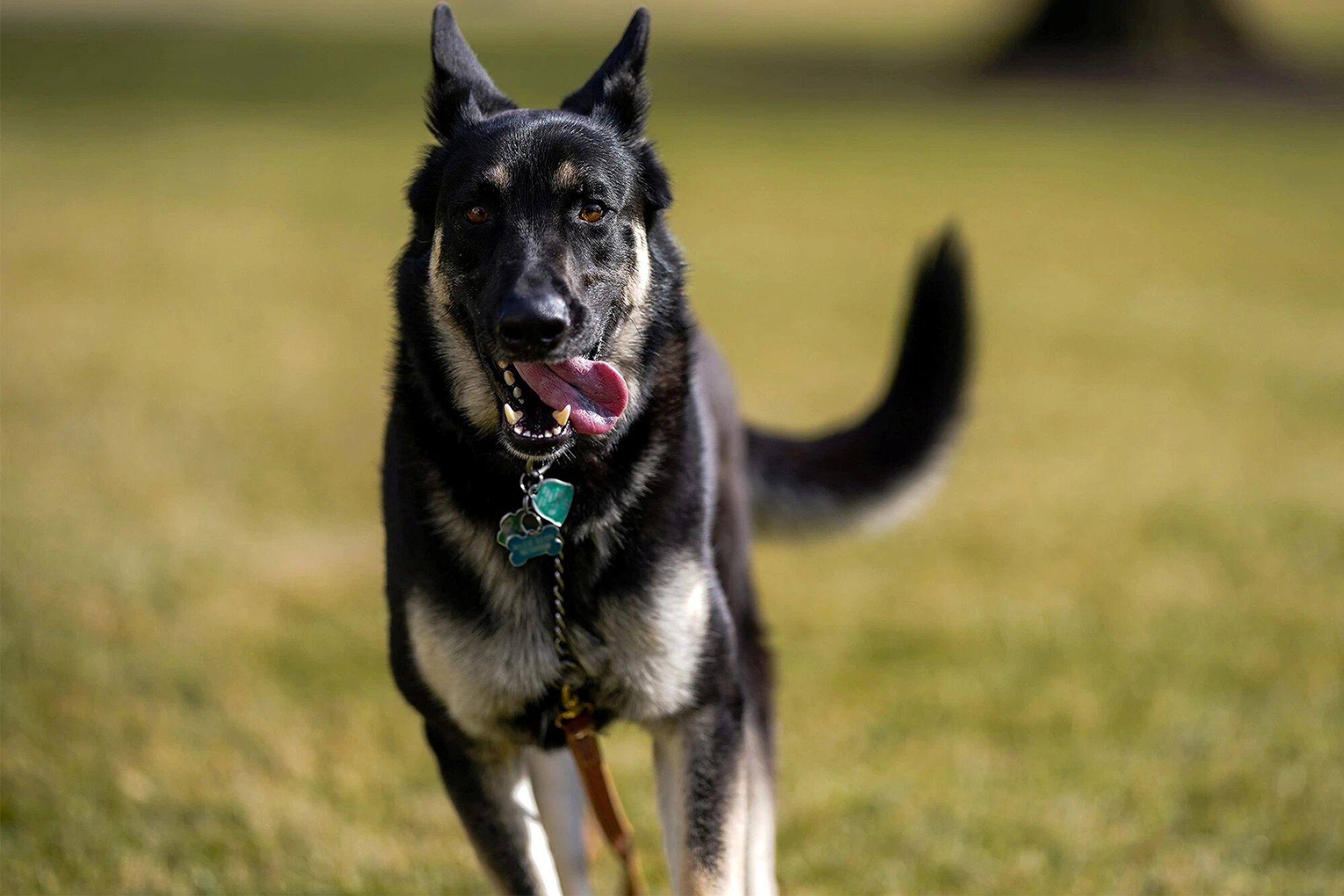Click to enlarge biden dog