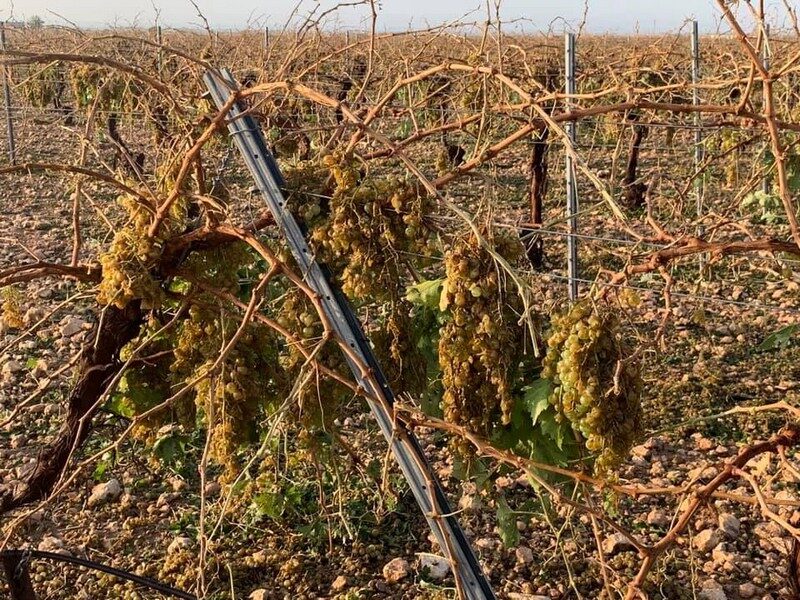 damaged crop