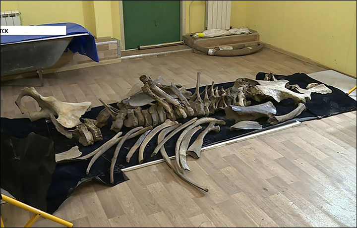 Click to enlarge Palaeolithic mammoth
