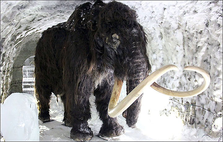 Palaeolithic mammoth