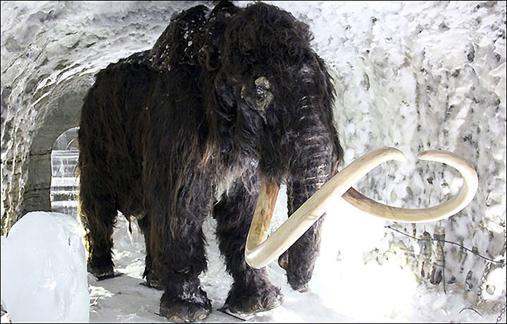 Click to enlarge Palaeolithic mammoth