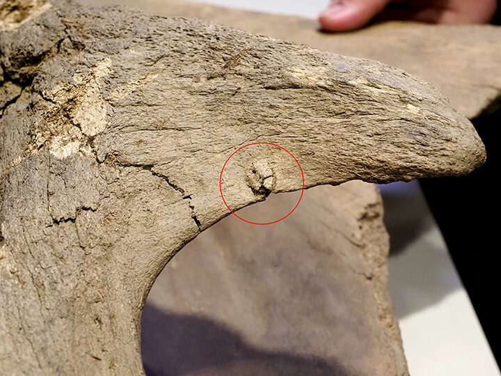 Click to enlarge Palaeolithic mammoth