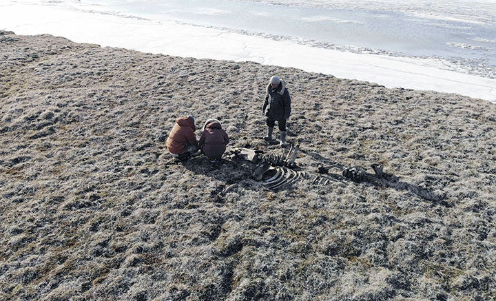 Click to enlarge Palaeolithic mammoth