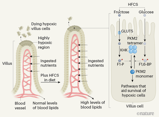 Click to enlarge Fructose