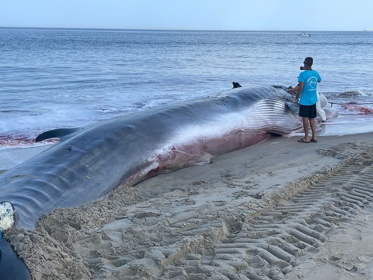 DEAD WHALE