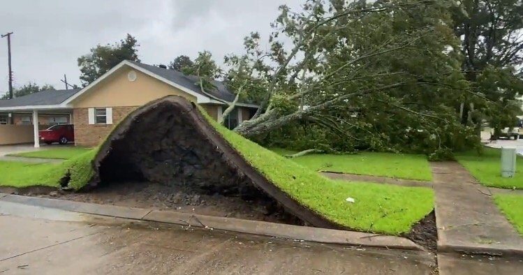 Click to enlarge hurricane ida new orleans tree down