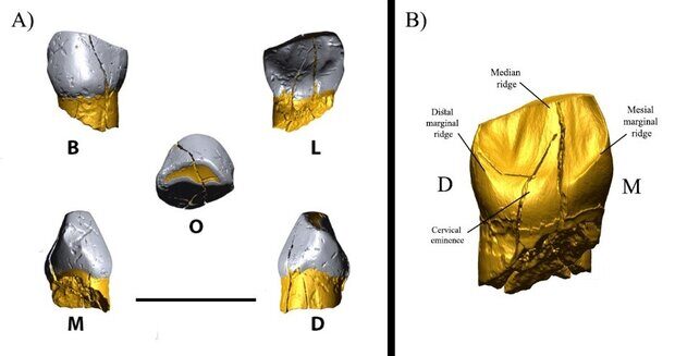Click to enlarge Neanderthal