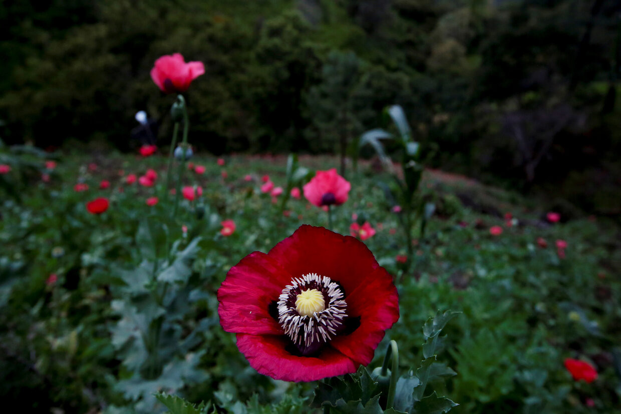 Click to enlarge opium poppy
