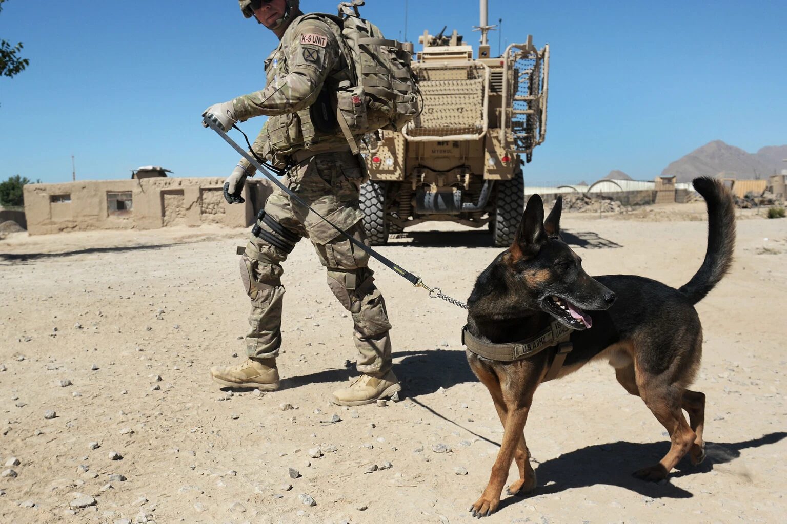 afghanistan military service dogs