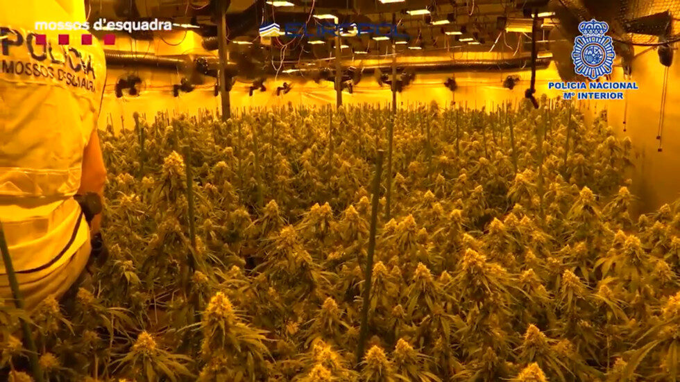 Click to enlarge Europol drug bust, weed plants, cannabis