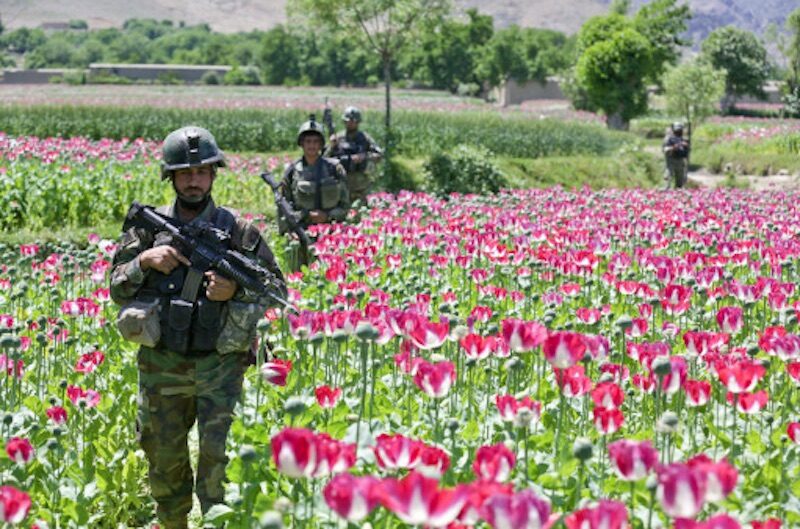 Click to enlarge opium afghanistan