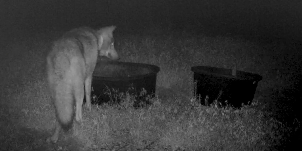 A gray wolf in Kern County, California on May 15, 2021