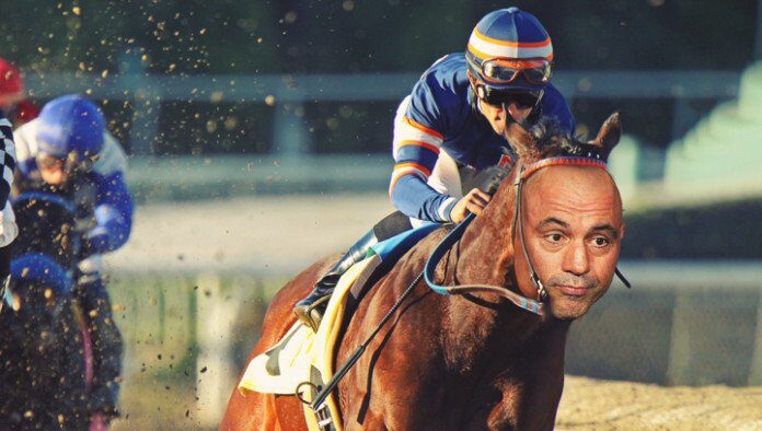 joe rogan horse