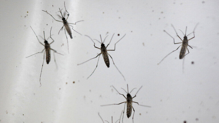 mosquitos