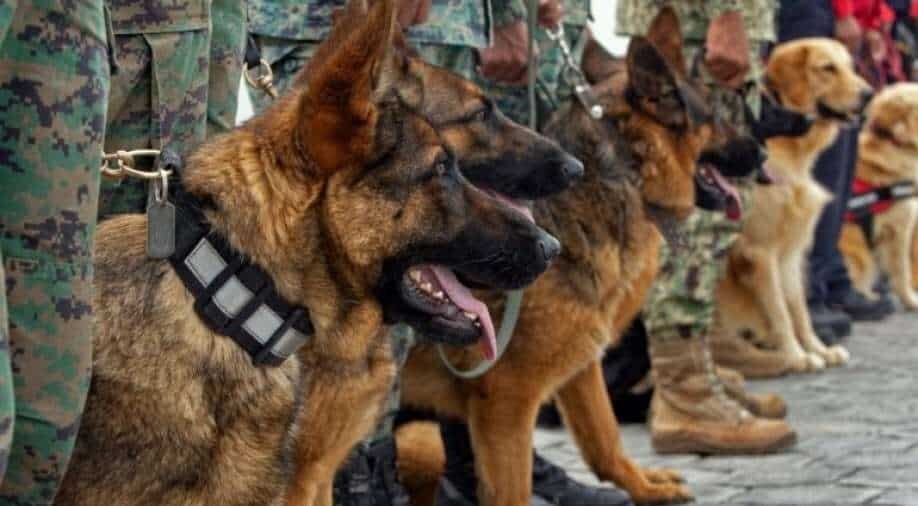 miitary dogs and handlers