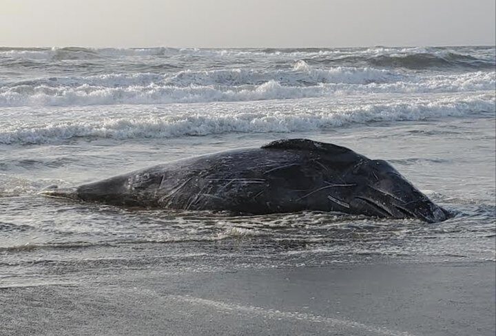 Photo of the whale provided by reader Sean Barron.