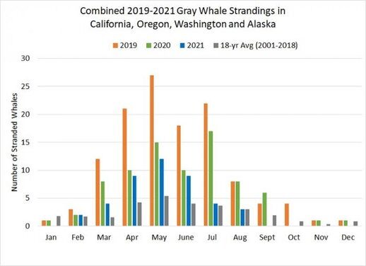 Combined 2019-2021 Gray Whale strandings in California, Oregon, Washington and Alaska.