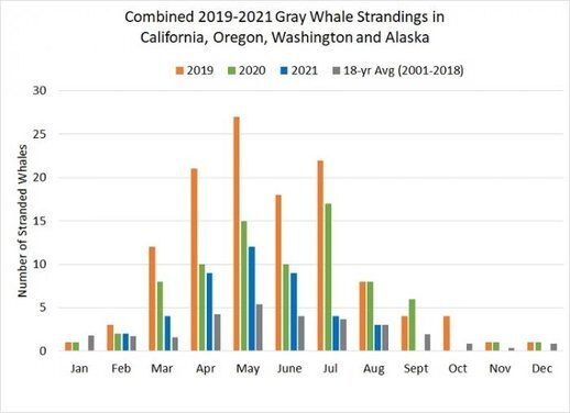 Click to enlarge Combined 2019-2021 Gray Whale strandings in California, Oregon, Washington and Alaska.