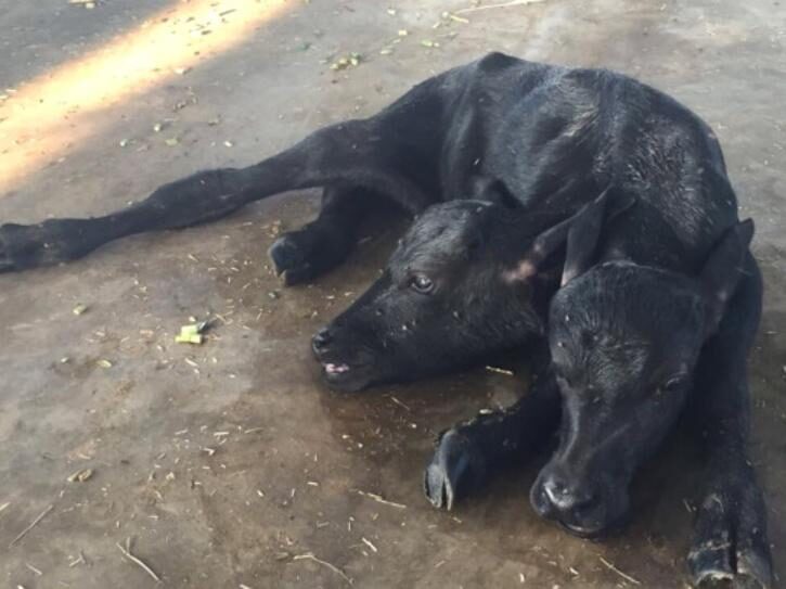 two headed